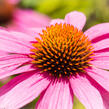 Třapatkovka nachová 'Leuchtstern' - Echinacea purpurea 'Leuchtstern'