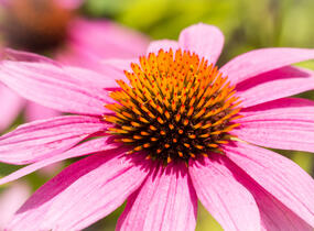 Třapatkovka nachová 'Leuchtstern' - Echinacea purpurea 'Leuchtstern'