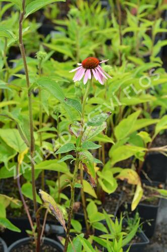 Třapatkovka nachová 'Doppeldecker' - Echinacea purpurea 'Doppeldecker'