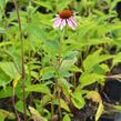Třapatkovka nachová 'Doppeldecker' - Echinacea purpurea 'Doppeldecker'