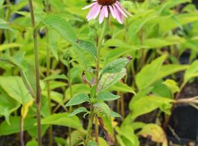 Třapatkovka nachová 'Doppeldecker' - Echinacea purpurea 'Doppeldecker'