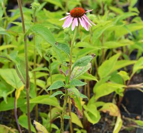 Třapatkovka nachová 'Doppeldecker' - Echinacea purpurea 'Doppeldecker'