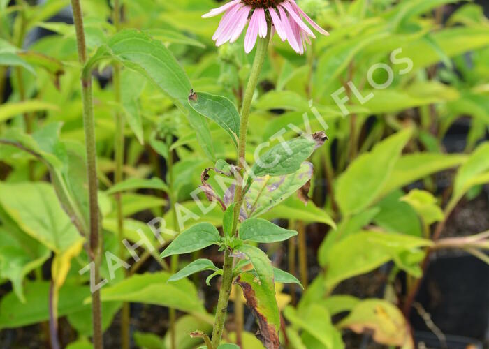 Třapatka nachová 'Doppeldecker' - Echinacea purpurea 'Doppeldecker'