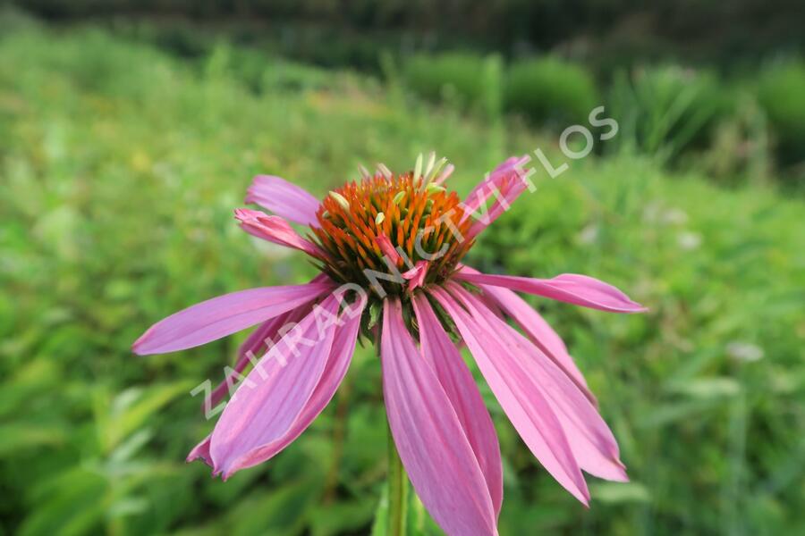 Třapatkovka nachová 'Doppeldecker' - Echinacea purpurea 'Doppeldecker'