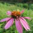 Třapatkovka nachová 'Doppeldecker' - Echinacea purpurea 'Doppeldecker'