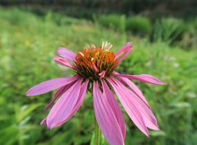 Třapatkovka nachová 'Doppeldecker' - Echinacea purpurea 'Doppeldecker'