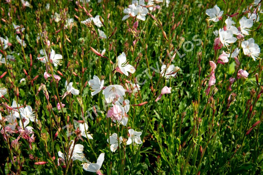 Svíčkovec 'Geyser White' - Gaura lindheimeri 'Geyser White'