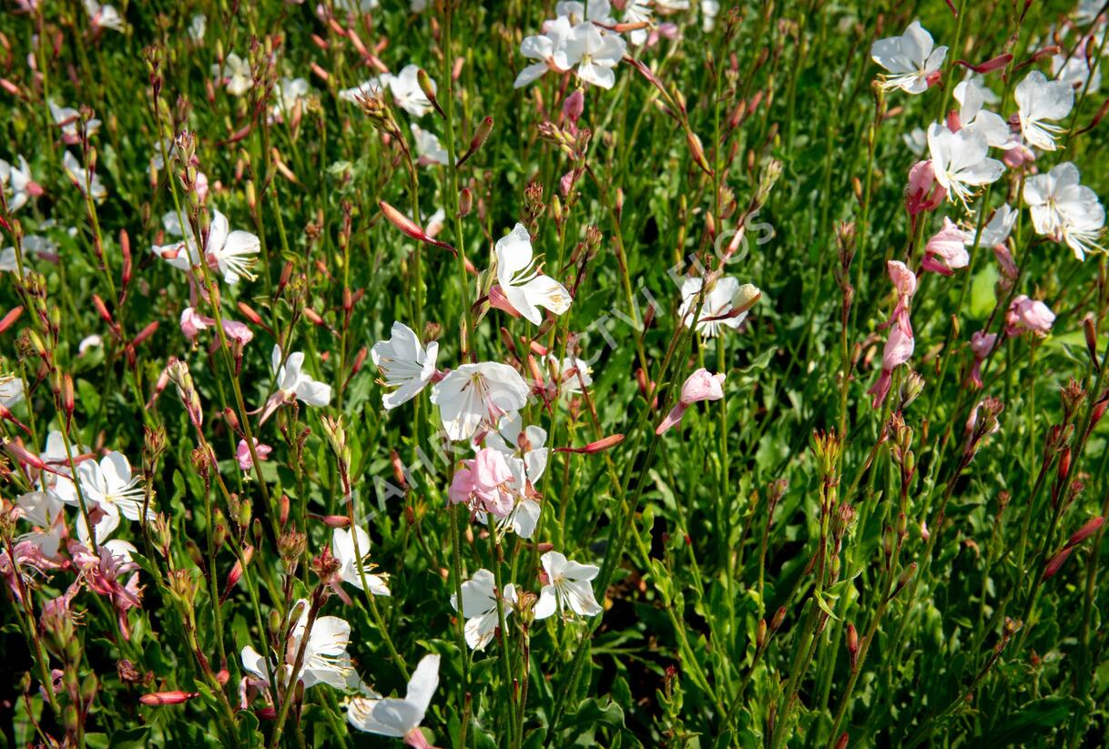Svíčkovec 'Geyser White' - Gaura lindheimeri 'Geyser White'