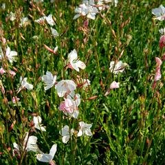 Svíčkovec 'Geyser White' - Gaura lindheimeri 'Geyser White'