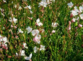 Svíčkovec 'Geyser White' - Gaura lindheimeri 'Geyser White'
