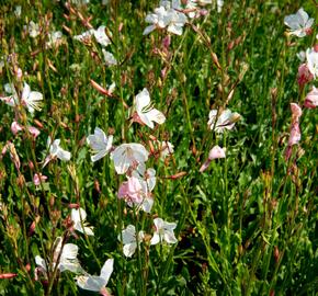 Svíčkovec 'Geyser White' - Gaura lindheimeri 'Geyser White'