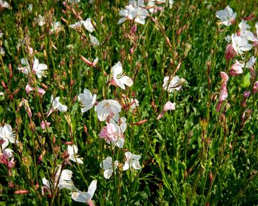 Svíčkovec 'Geyser White'