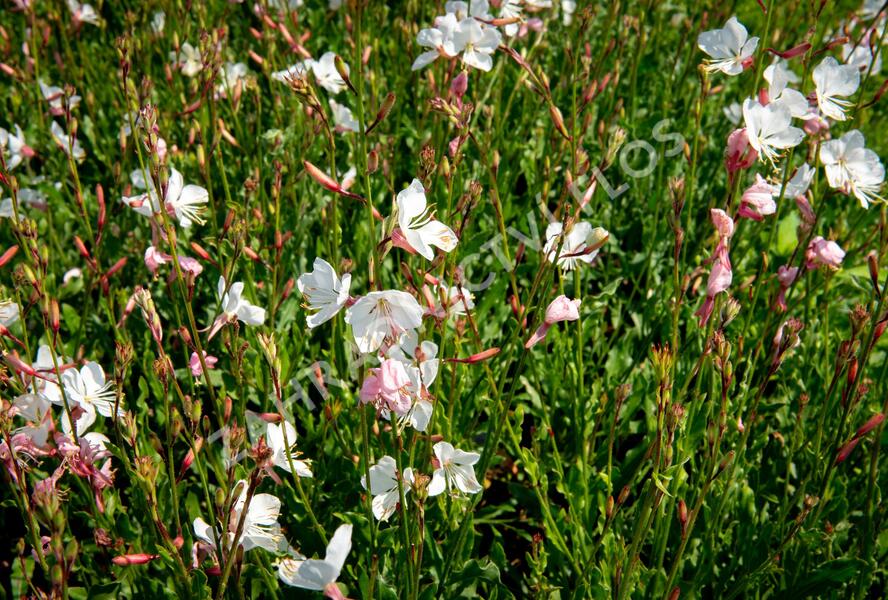 Svíčkovec 'Geyser White' - Gaura lindheimeri 'Geyser White'