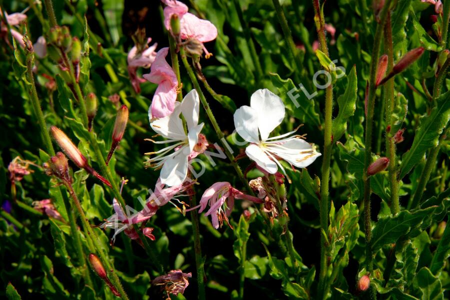 Svíčkovec 'Geyser White' - Gaura lindheimeri 'Geyser White'