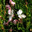 Svíčkovec 'Geyser White' - Gaura lindheimeri 'Geyser White'