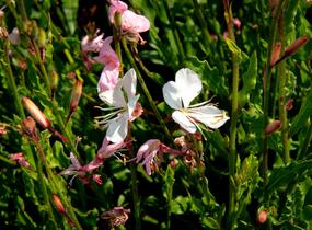 Svíčkovec 'Geyser White' - Gaura lindheimeri 'Geyser White'