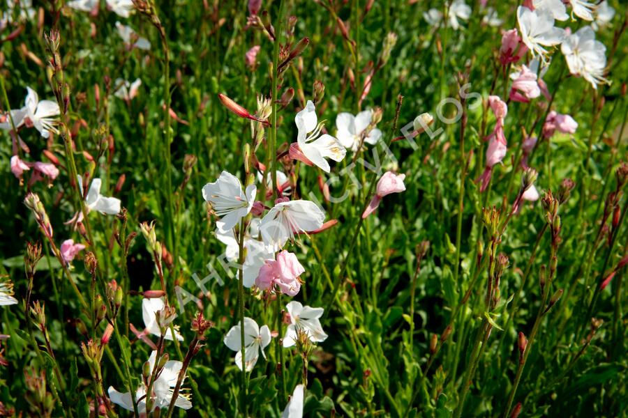 Svíčkovec 'Geyser White' - Gaura lindheimeri 'Geyser White'