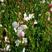 Svíčkovec 'Geyser White' - Gaura lindheimeri 'Geyser White'