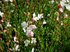Svíčkovec 'Geyser White' - Gaura lindheimeri 'Geyser White'