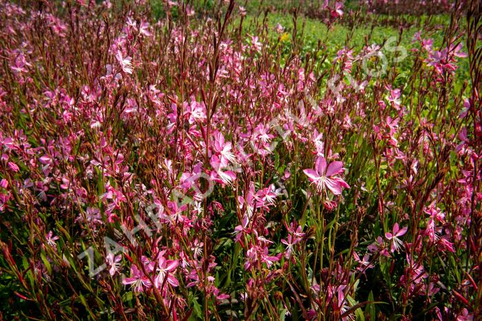 Svíčkovec 'Geyser Pink' - Gaura lindheimeri 'Geyser Pink'