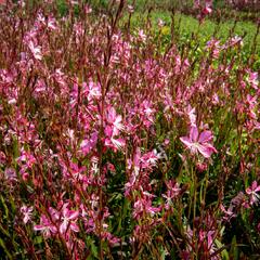 Svíčkovec 'Geyser Pink' - Gaura lindheimeri 'Geyser Pink'