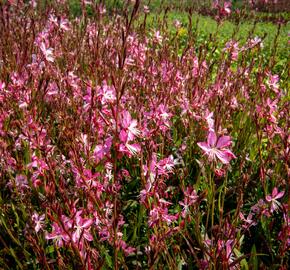 Svíčkovec 'Geyser Pink' - Gaura lindheimeri 'Geyser Pink'