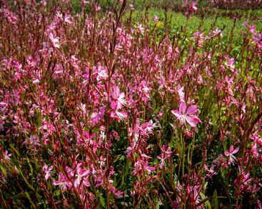 Svíčkovec 'Geyser Pink'