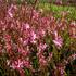 svickovec-geyser-pink.jpg