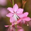 Svíčkovec 'Geyser Pink' - Gaura lindheimeri 'Geyser Pink'