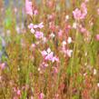 Svíčkovec 'Geyser Pink' - Gaura lindheimeri 'Geyser Pink'