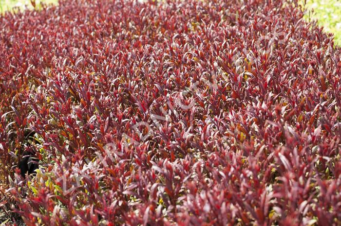 Svíčkovec 'Gaudi Red' - Gaura lindheimeri 'Gaudi Red'