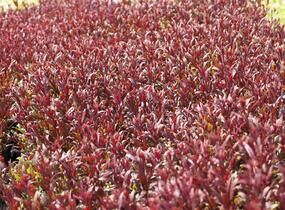Svíčkovec 'Gaudi Red' - Gaura lindheimeri 'Gaudi Red'