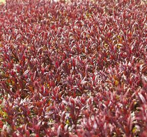 Svíčkovec 'Gaudi Red' - Gaura lindheimeri 'Gaudi Red'