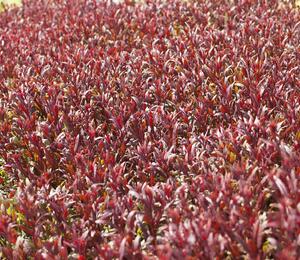 Svíčkovec 'Gaudi Red' - Gaura lindheimeri 'Gaudi Red'