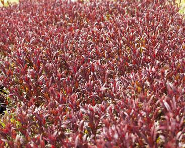 Svíčkovec 'Gaudi Red'