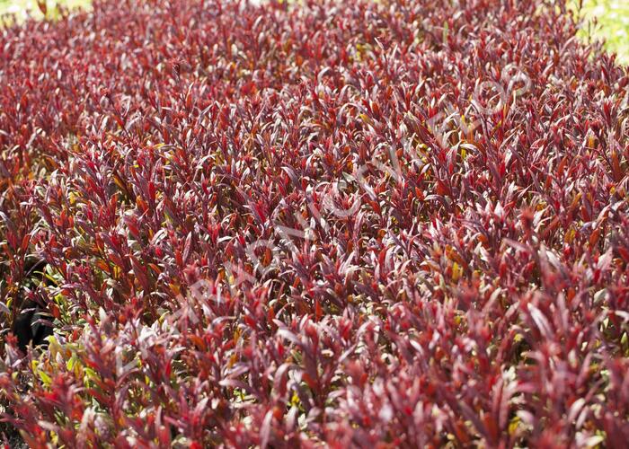 Svíčkovec 'Gaudi Red' - Gaura lindheimeri 'Gaudi Red'