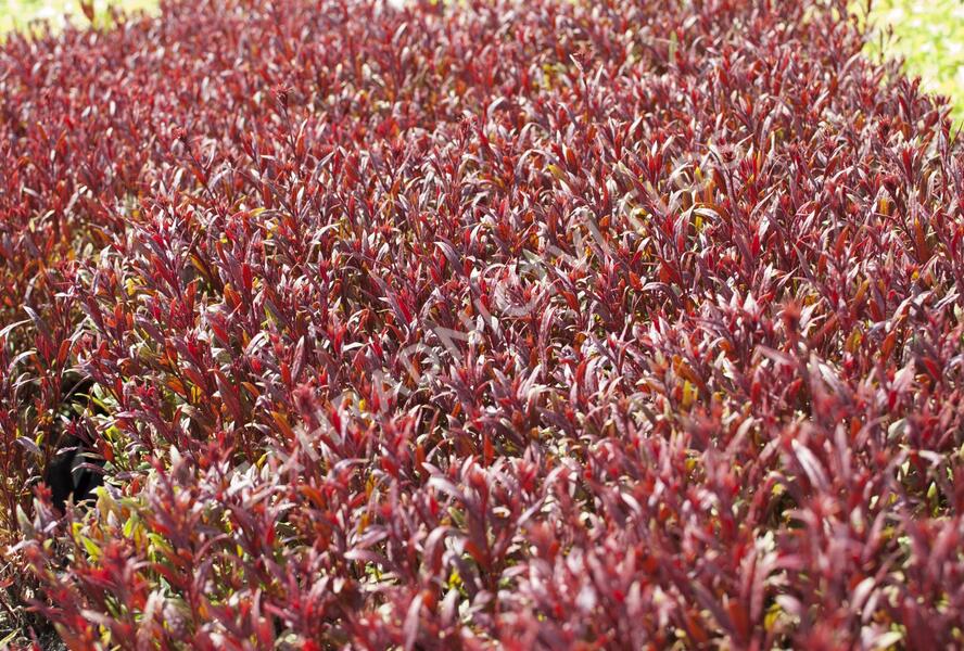 Svíčkovec 'Gaudi Red' - Gaura lindheimeri 'Gaudi Red'