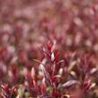 Svíčkovec 'Gaudi Red' - Gaura lindheimeri 'Gaudi Red'