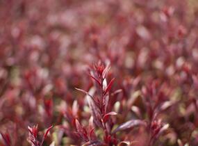 Svíčkovec 'Gaudi Red' - Gaura lindheimeri 'Gaudi Red'
