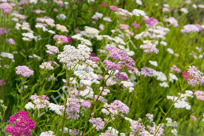 Řebříček obecný 'Summer Pastels' - Achillea millefolium 'Summer Pastels'