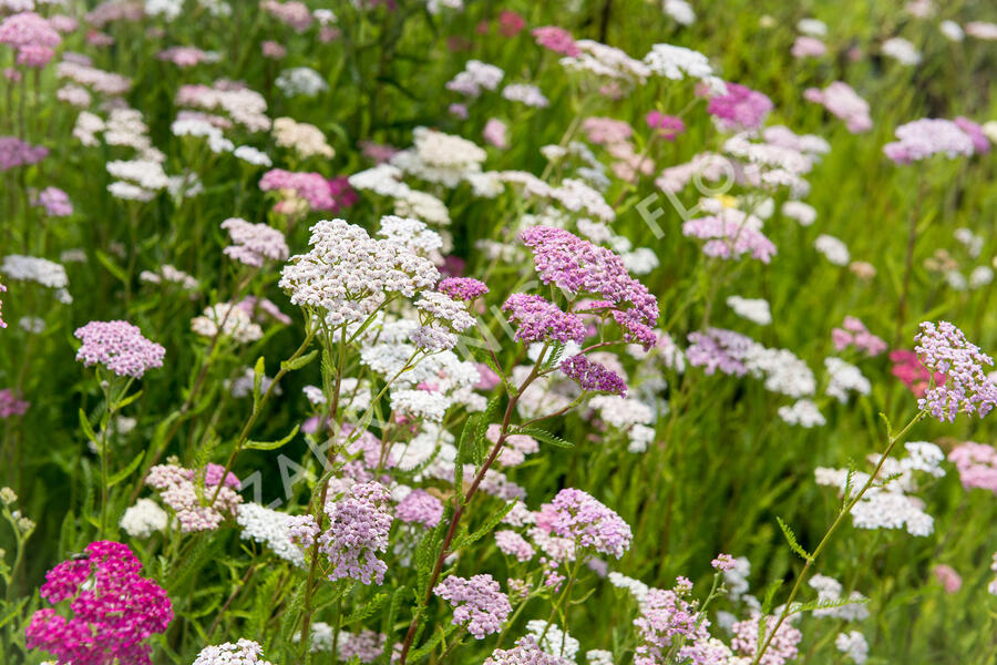 Řebříček obecný 'Summer Pastels' - Achillea millefolium 'Summer Pastels'