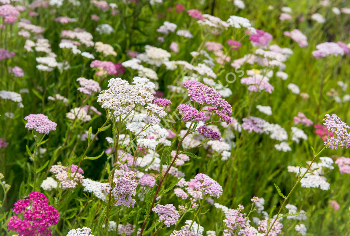 Řebříček obecný 'Summer Pastels' - Achillea millefolium 'Summer Pastels'