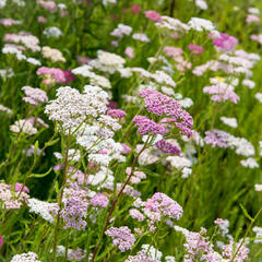 Řebříček obecný 'Summer Pastels' - Achillea millefolium 'Summer Pastels'