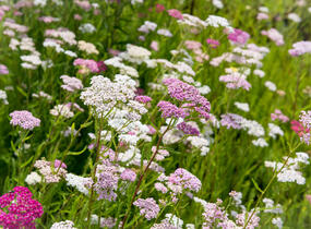 Řebříček obecný 'Summer Pastels' - Achillea millefolium 'Summer Pastels'