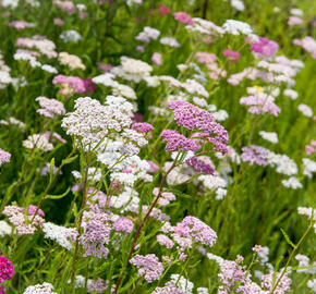 Řebříček obecný 'Summer Pastels' - Achillea millefolium 'Summer Pastels'