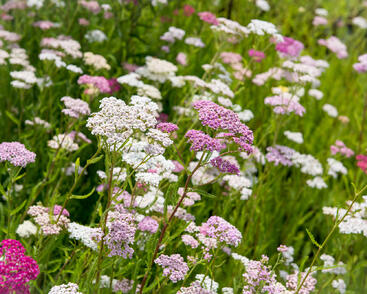 Řebříček obecný 'Summer Pastels'