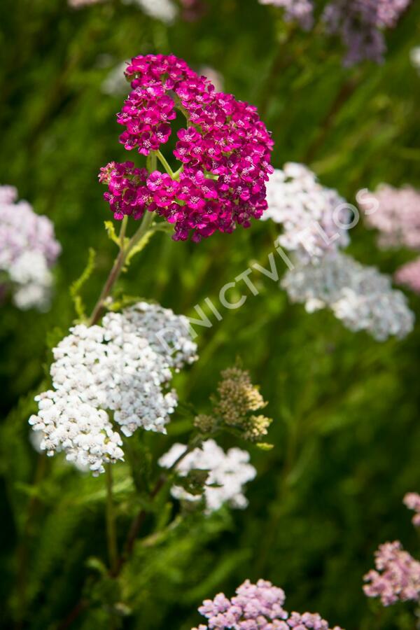 Řebříček obecný 'Summer Pastels' - Achillea millefolium 'Summer Pastels'