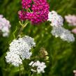 Řebříček obecný 'Summer Pastels' - Achillea millefolium 'Summer Pastels'