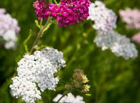 Řebříček obecný 'Summer Pastels' - Achillea millefolium 'Summer Pastels'