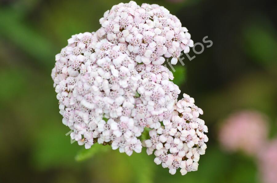 Řebříček obecný 'Summer Pastels' - Achillea millefolium 'Summer Pastels'